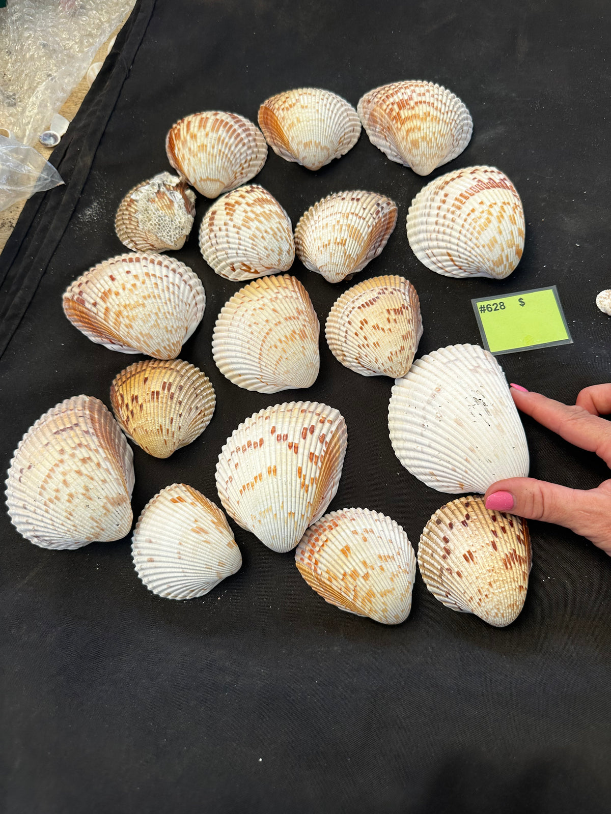 #628 Large Cockle Shells - Set of 17
