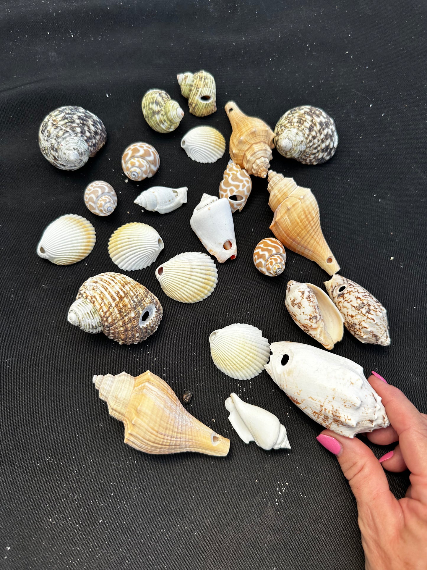 #152 Seashell + starfish pack