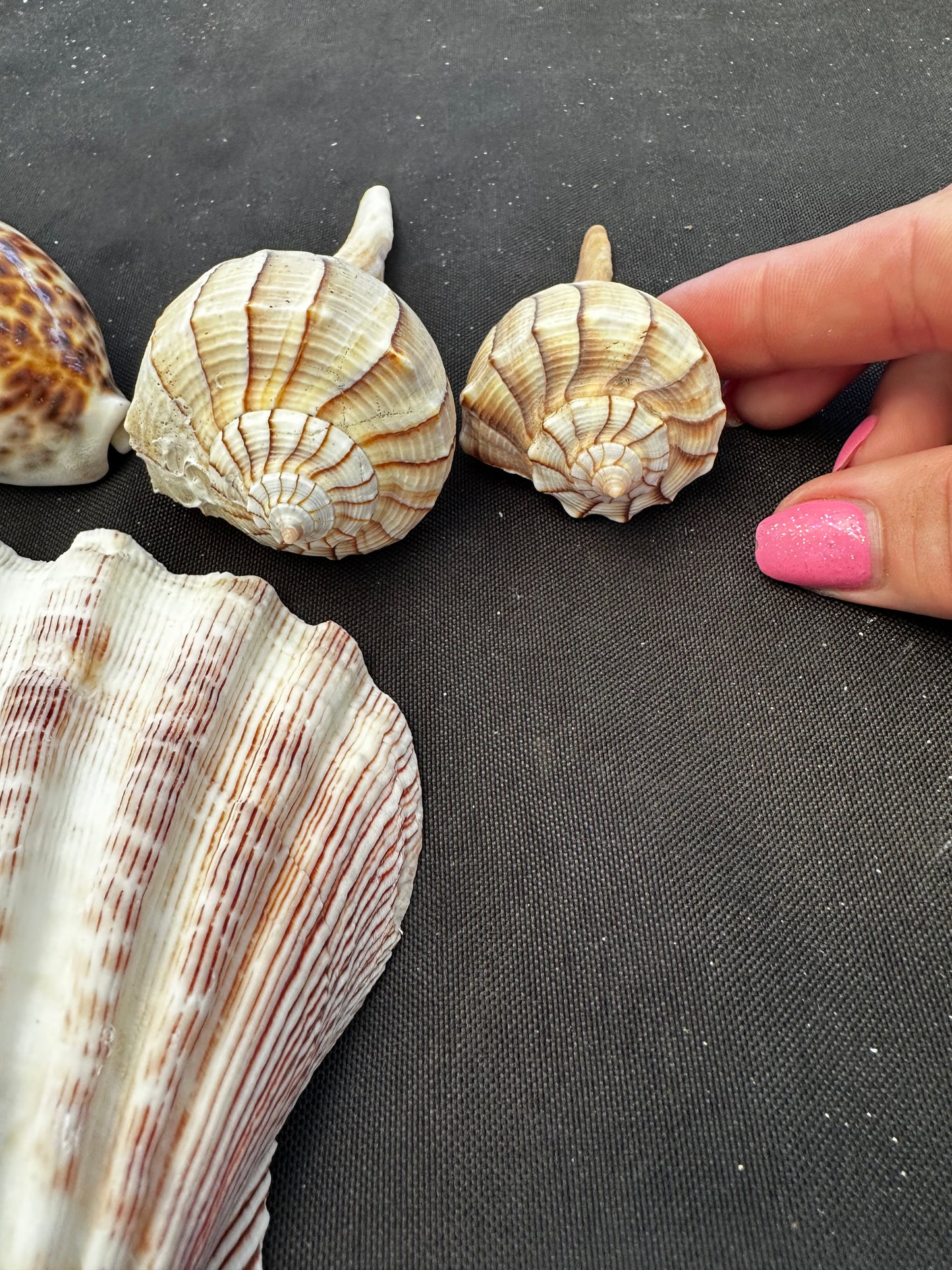 #618 Seashell mixed pack
