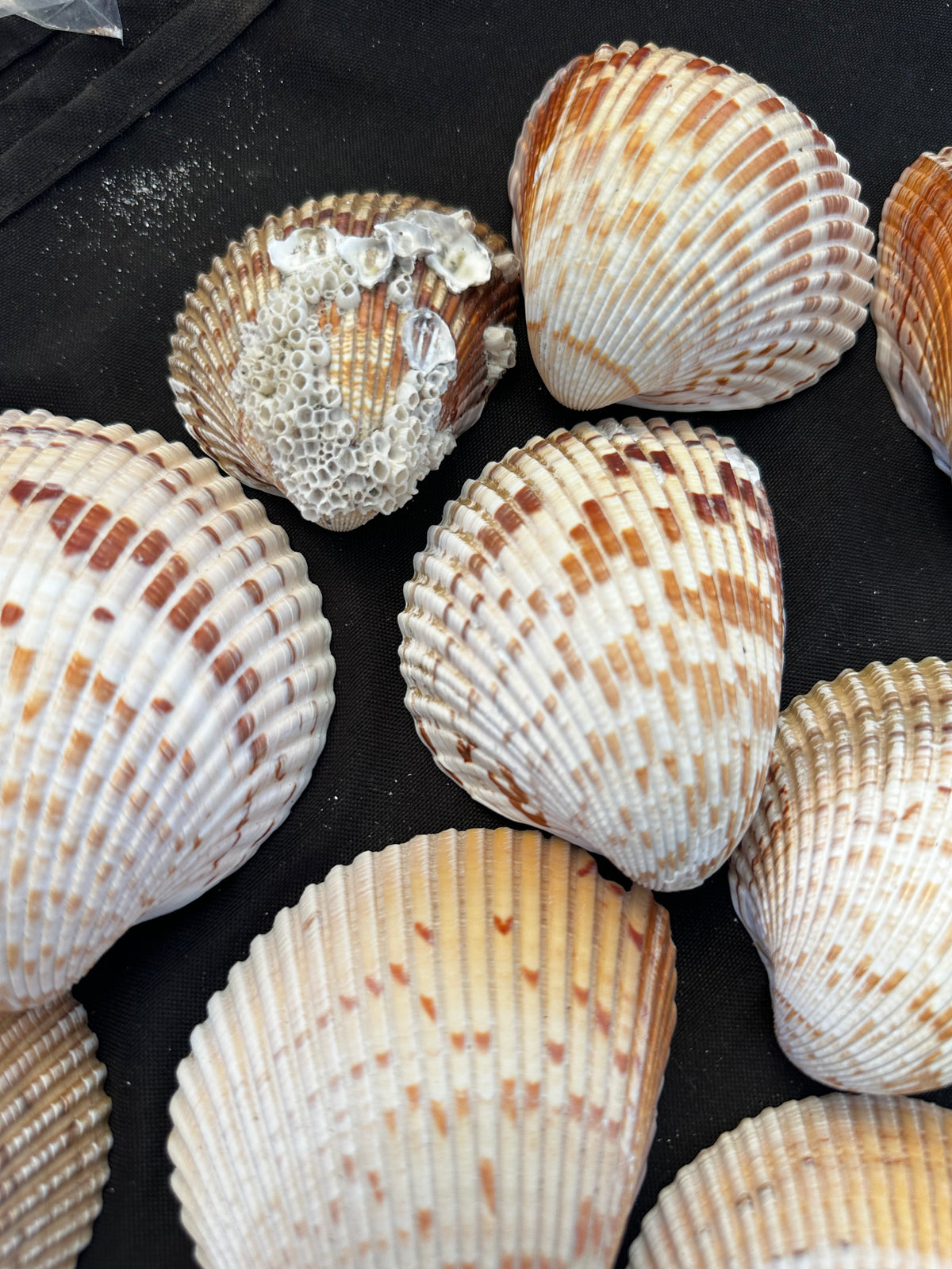 #628 Large Cockle Shells - Set of 17