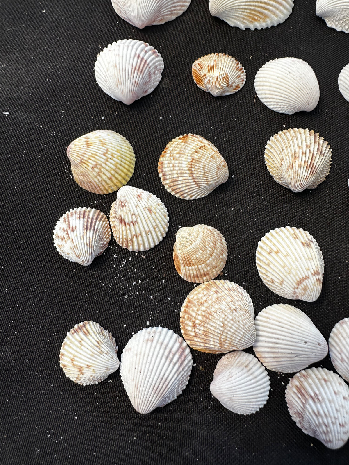 #13 Prickly Cockles pack