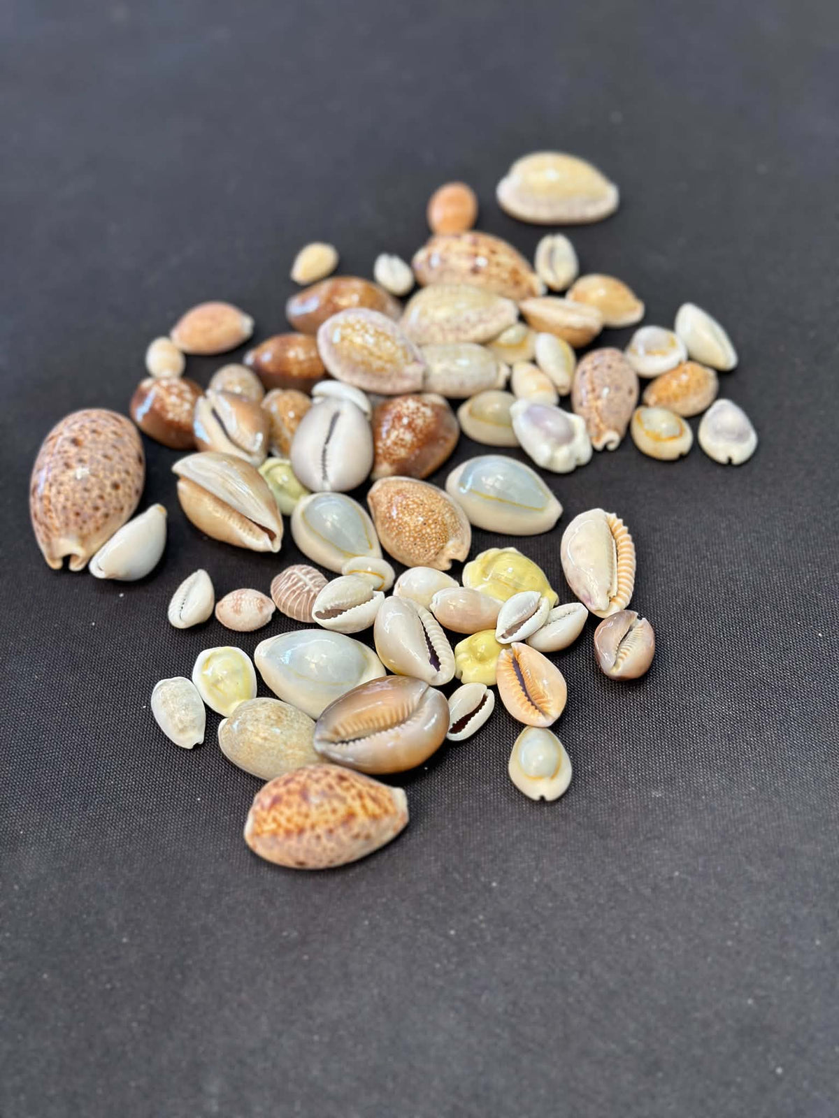 Mixed Cowries Pack