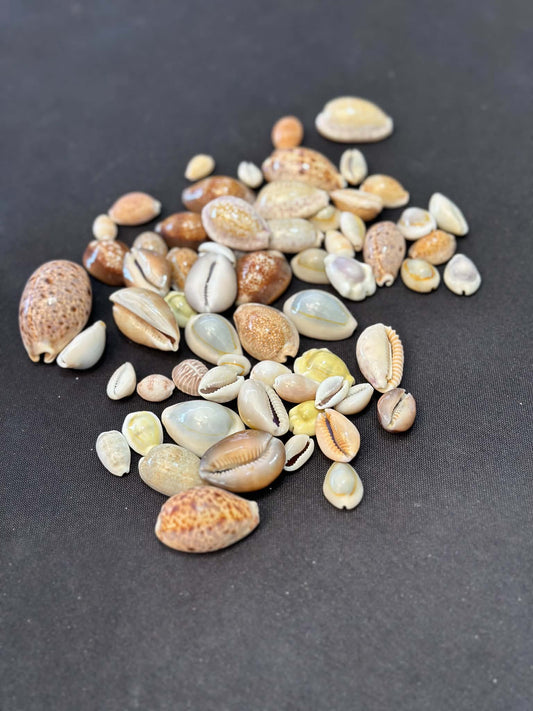 Mixed Cowries Pack