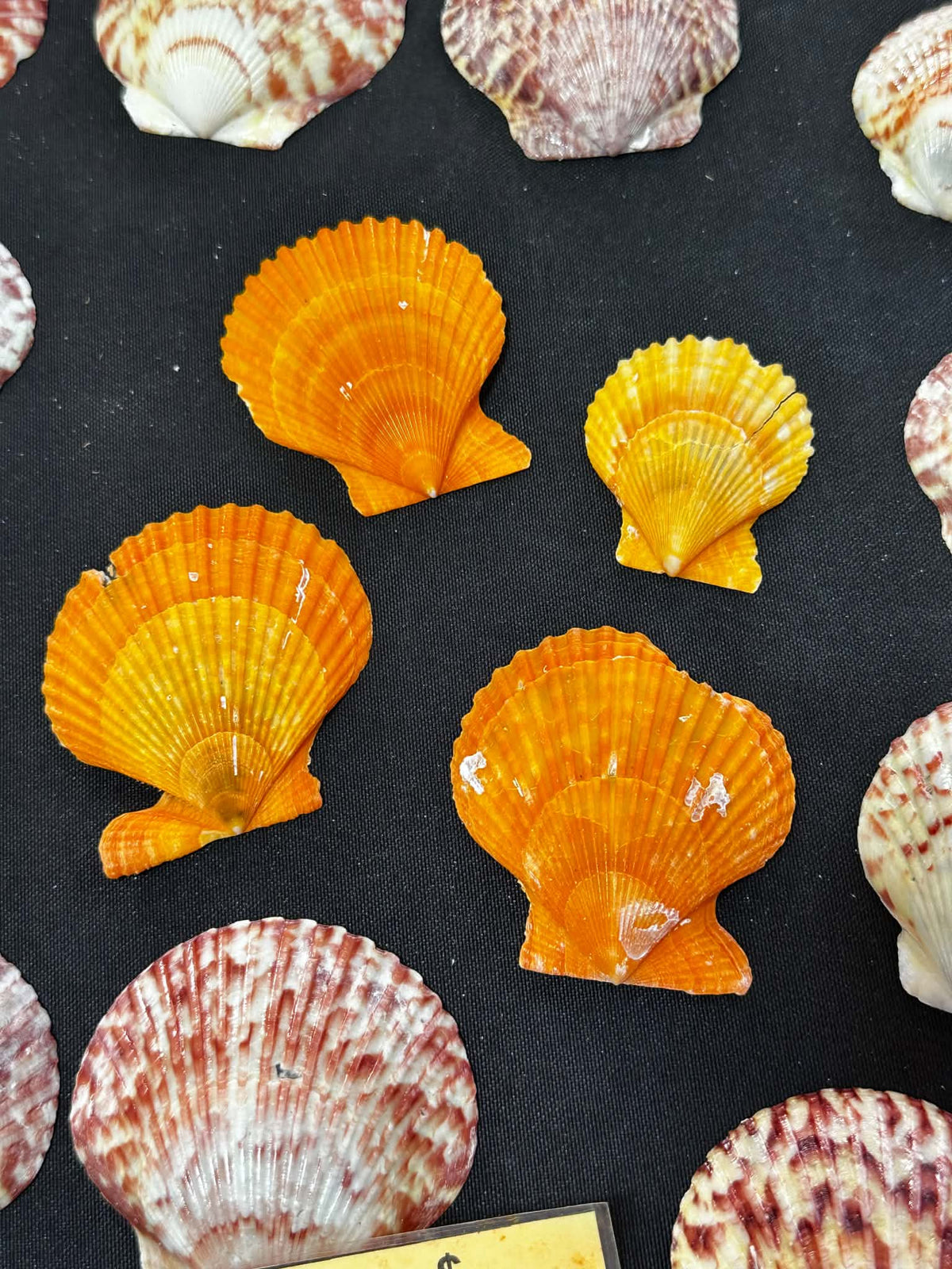 #16 Scallop Mixed Set