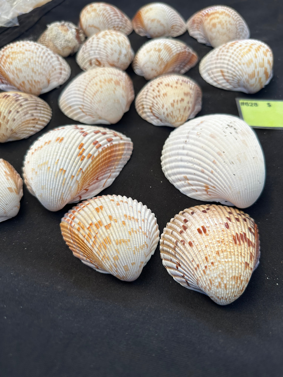 #628 Large Cockle Shells - Set of 17