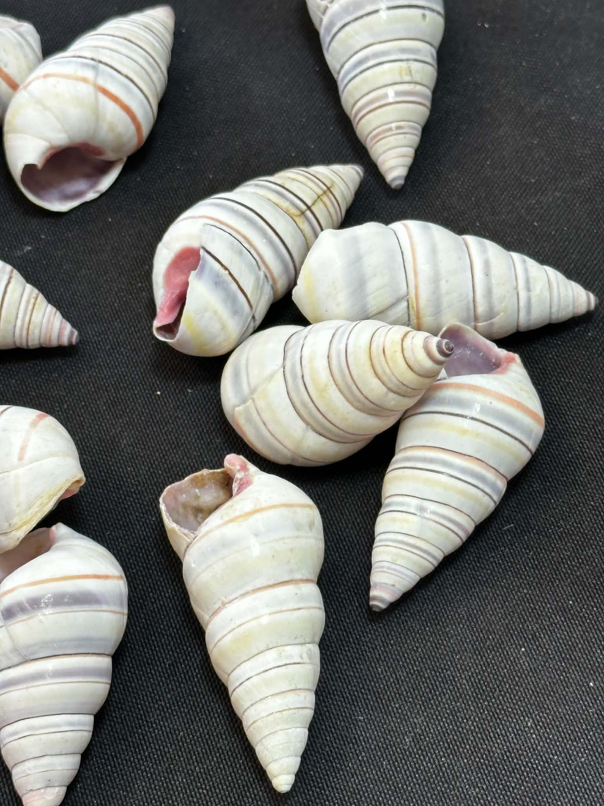 Colorful tree snails - set of 15