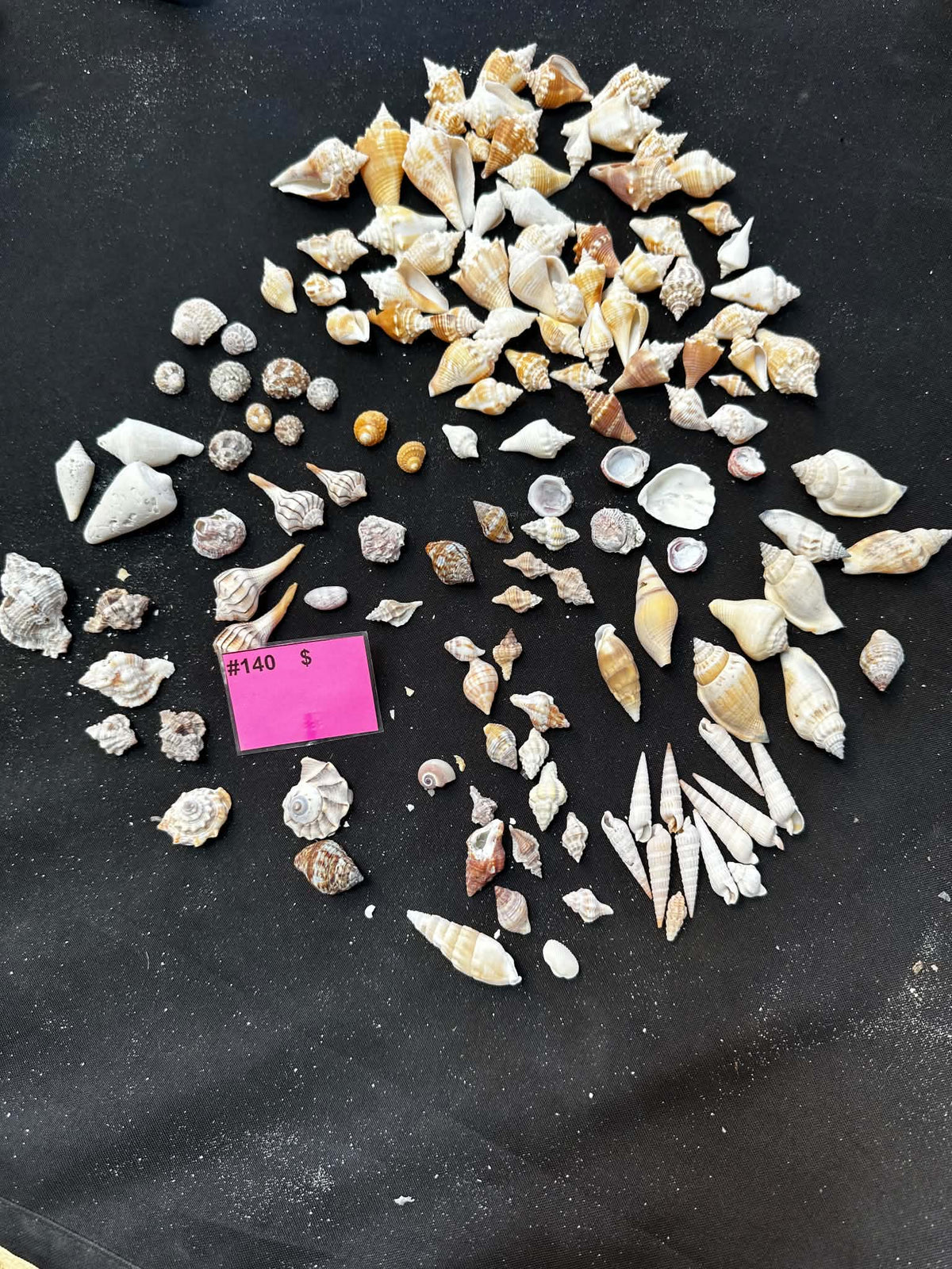 #140 Mixed Seashell Pack