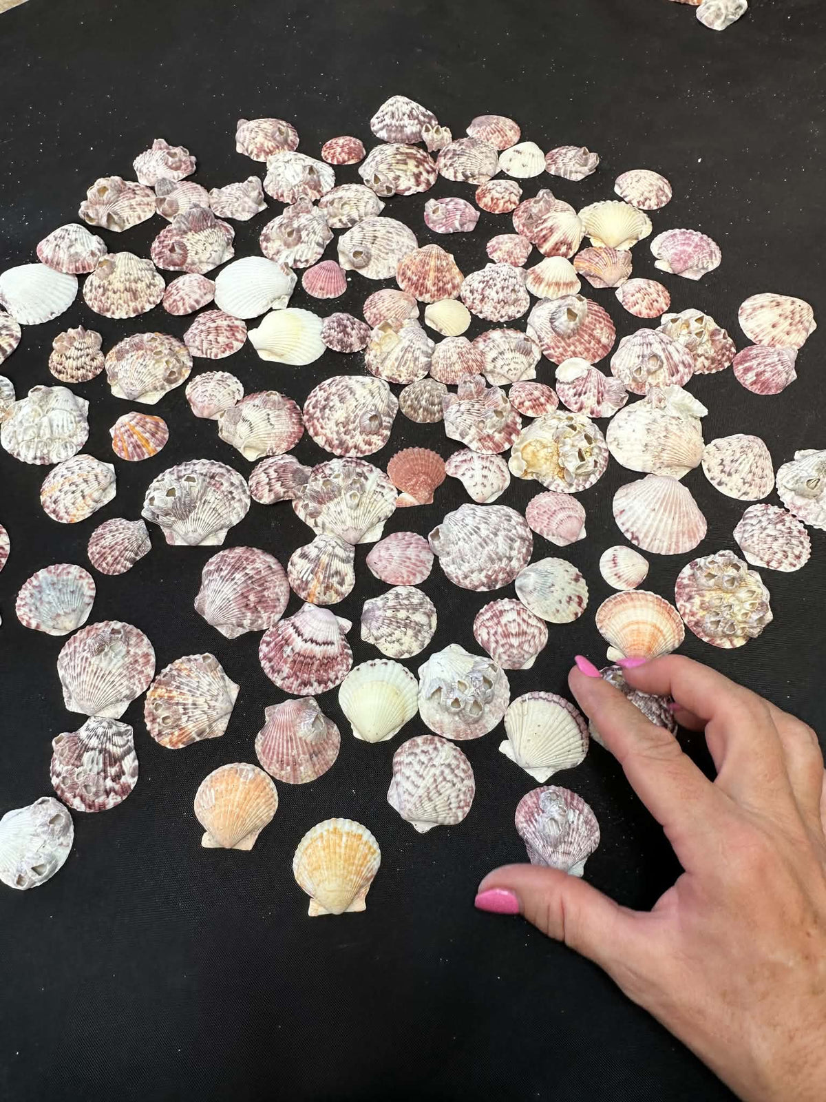 Pink Calico Scallops