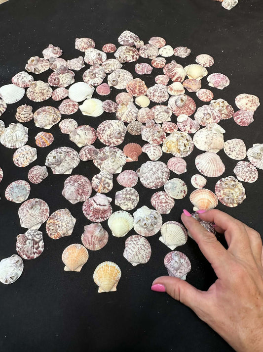 Pink Calico Scallops