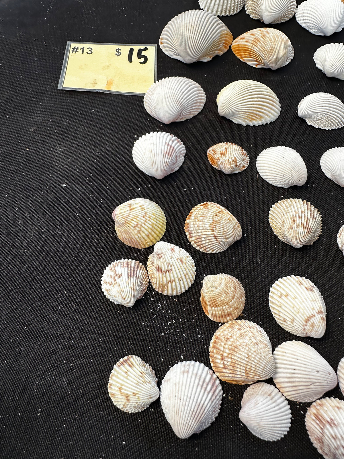 #13 Prickly Cockles pack