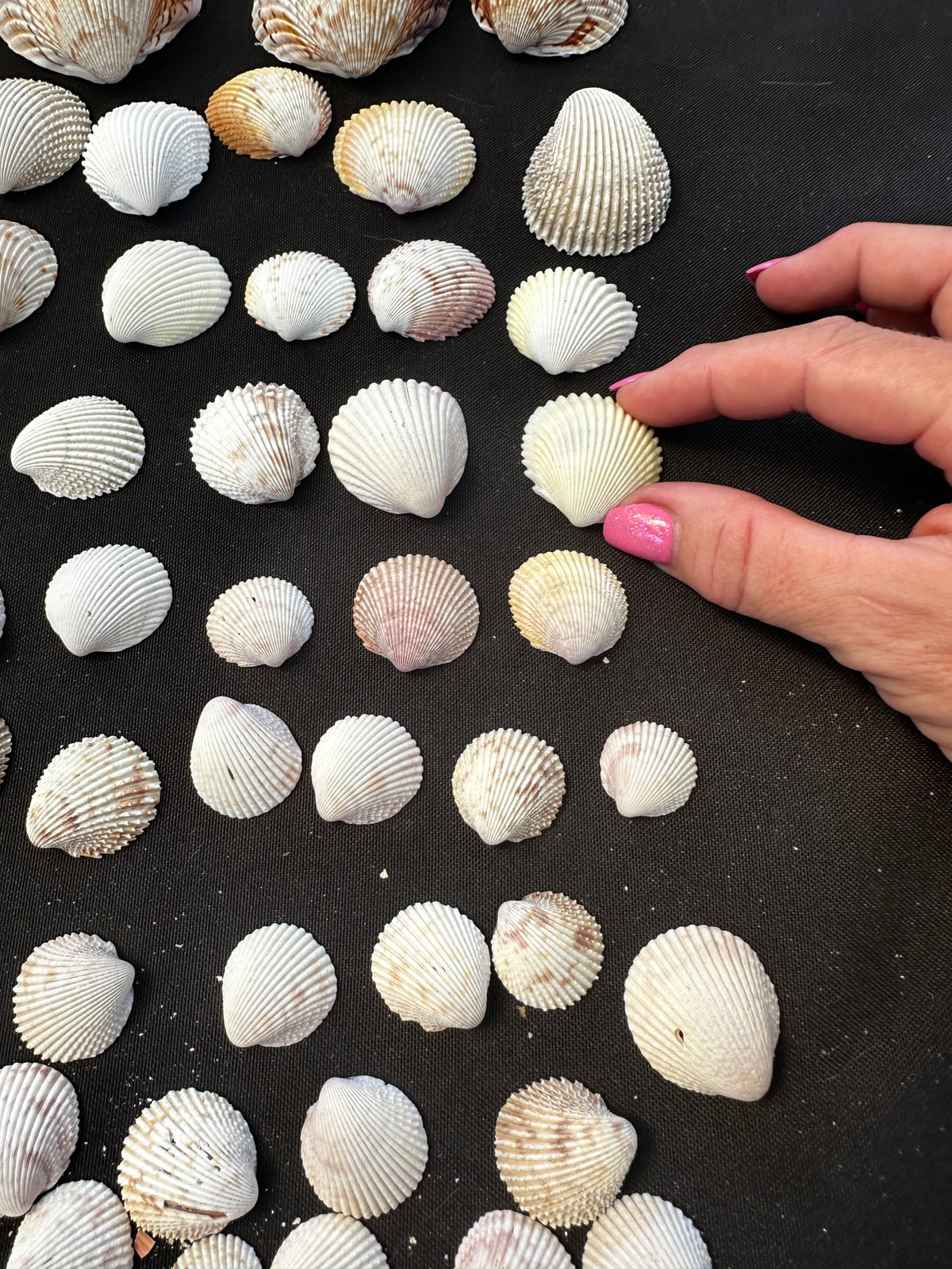 #13 Prickly Cockles pack