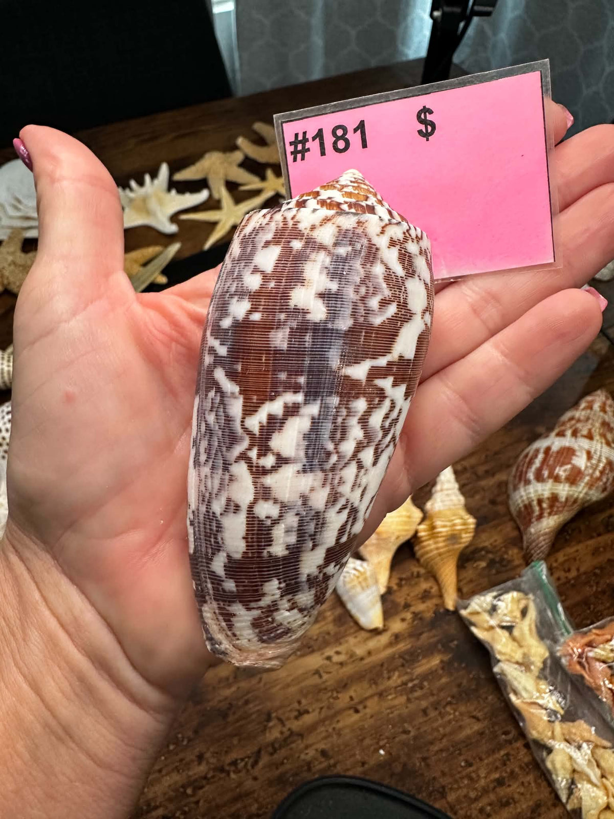 #181 Striated Cone Shell