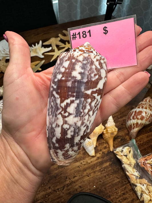 #181 Striated Cone Shell