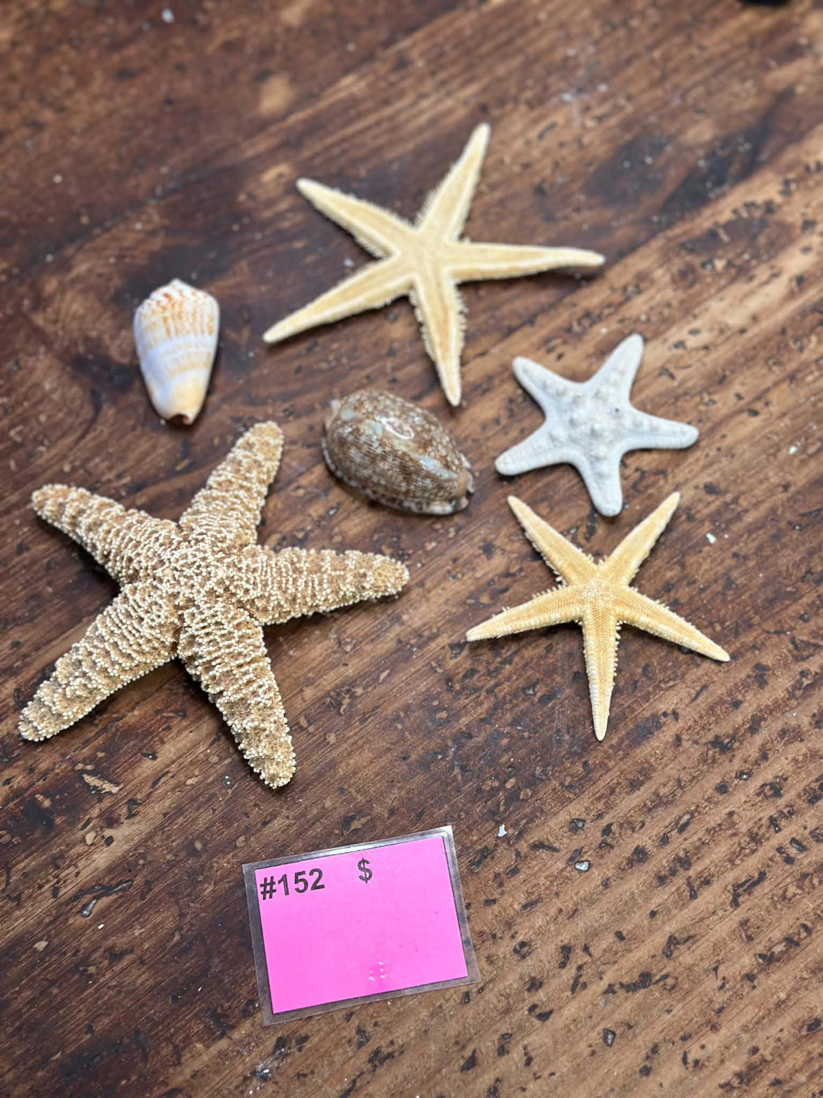 #152 Shell and Starfish Pack
