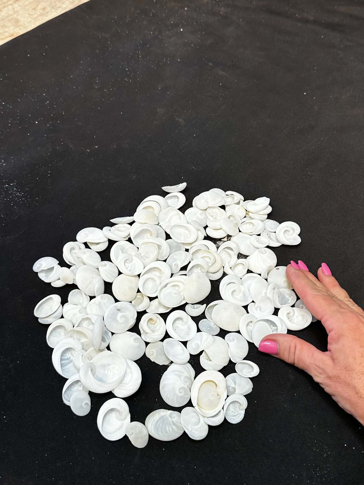 Baby Ears - crisp white color