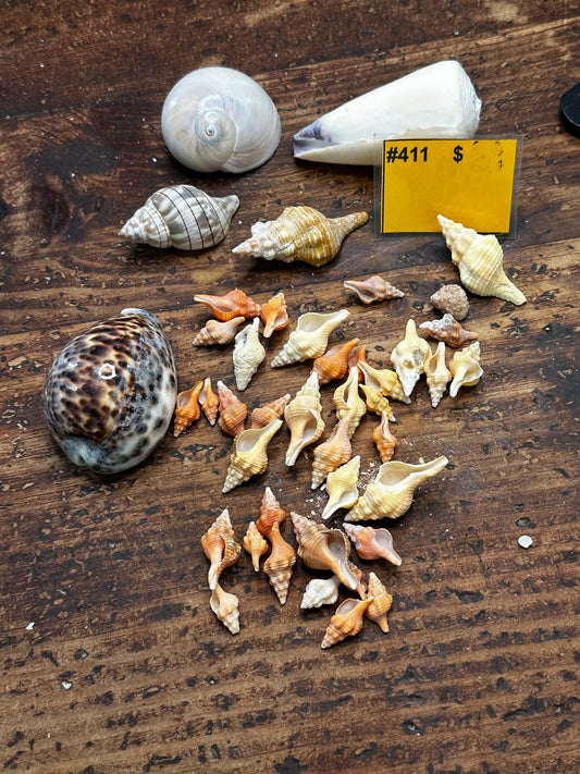 #411 Seashell Mixed Pack