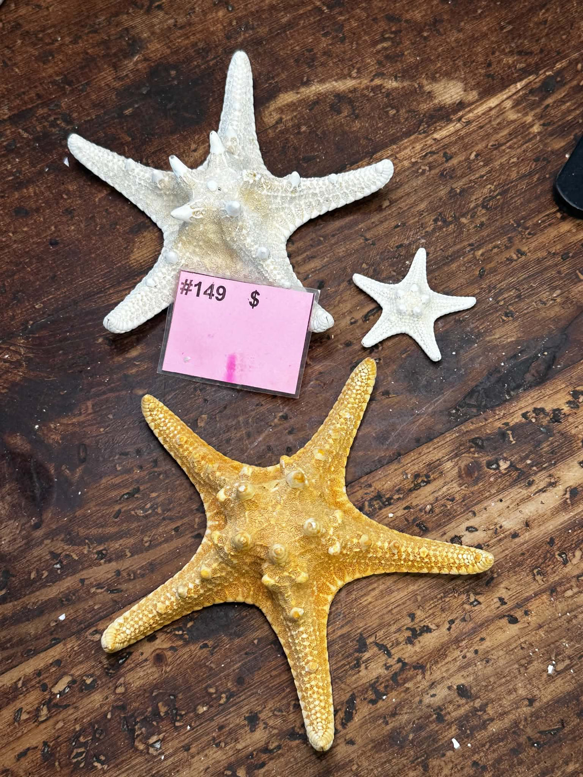 #149 Knobby Starfish, Set of 3
