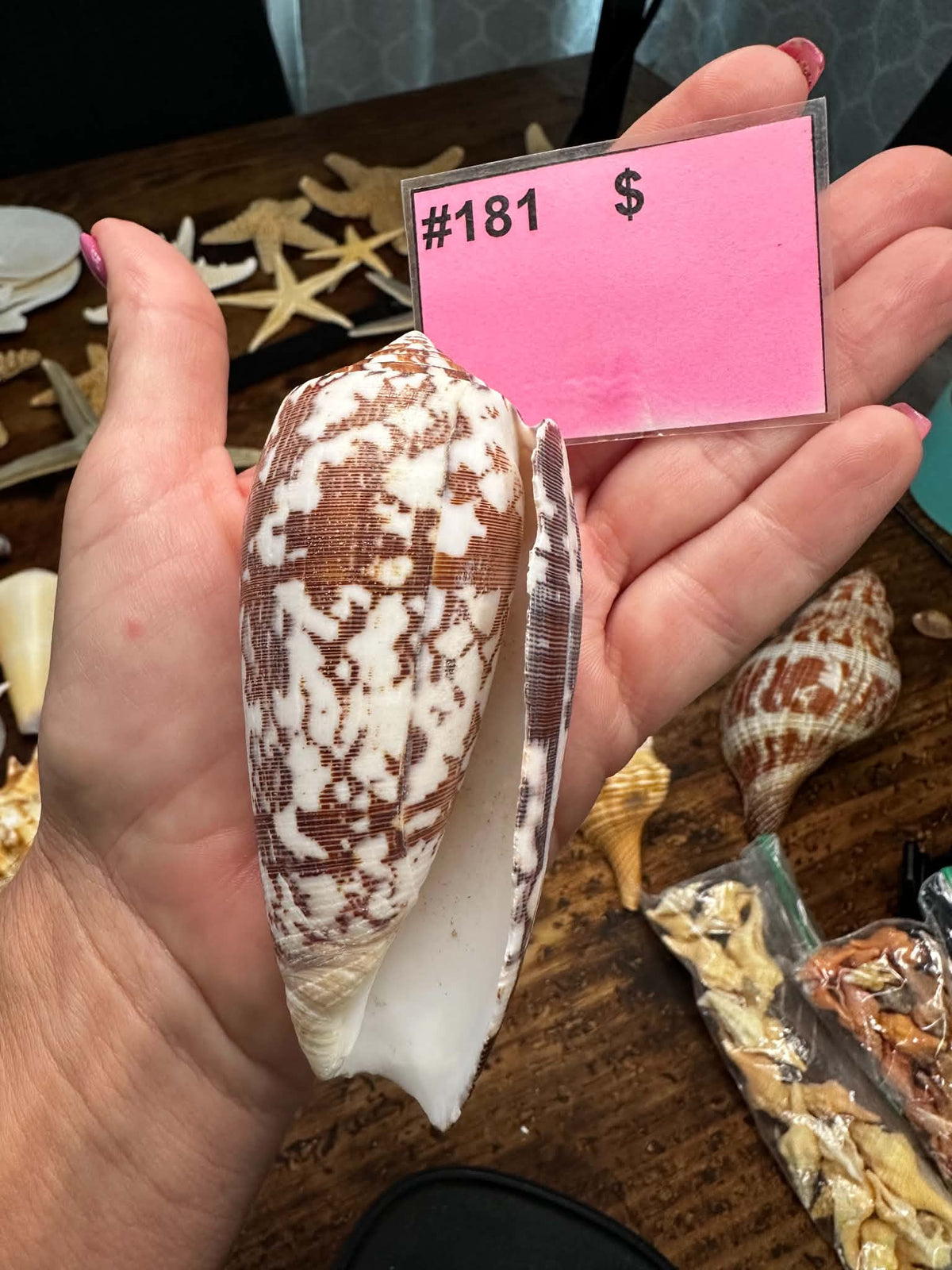 #181 Striated Cone Shell