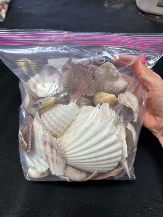 Beautiful, broken seashells