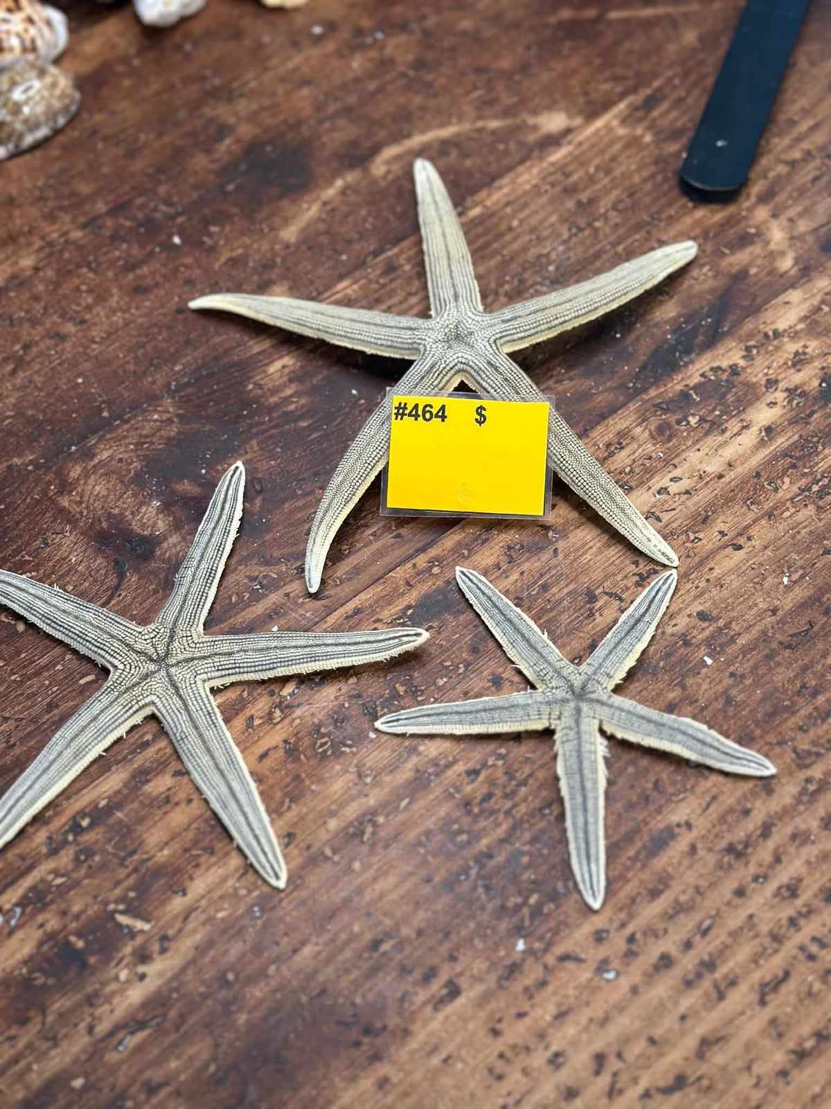 #464 Slender-Armed Starfish, Set of 3