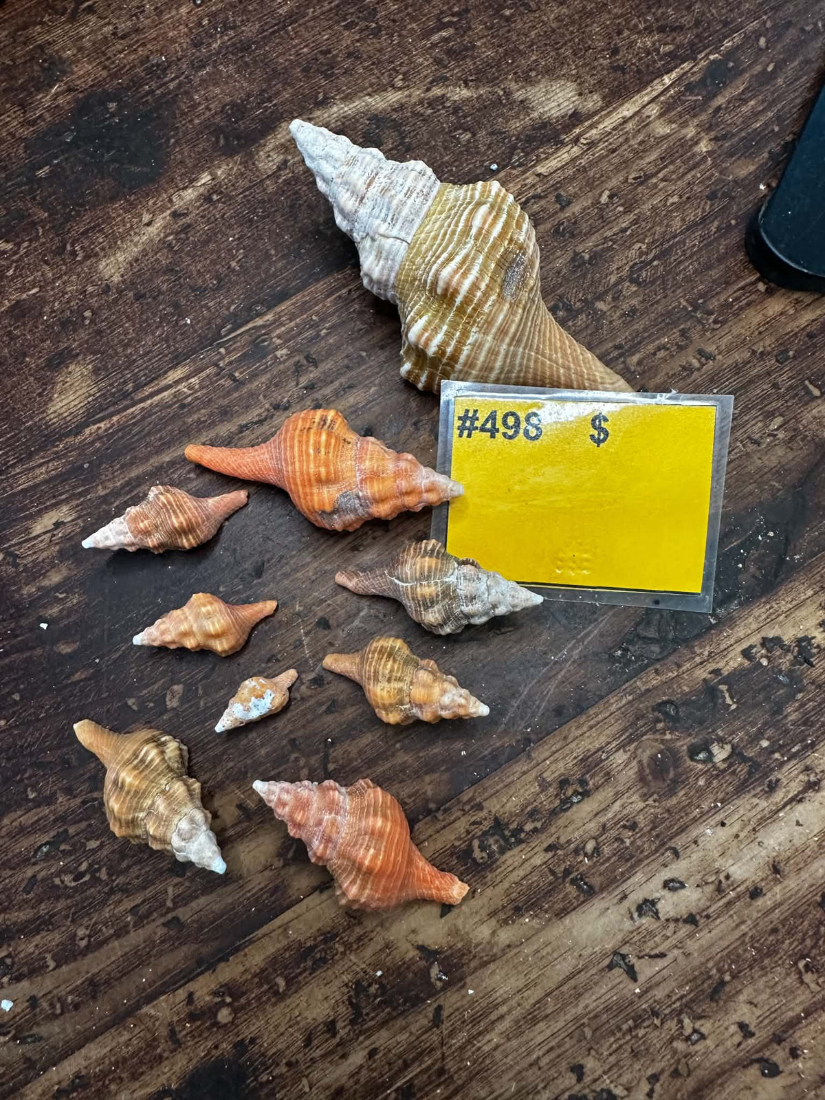 #498 Juvenile Horse Conch Pack