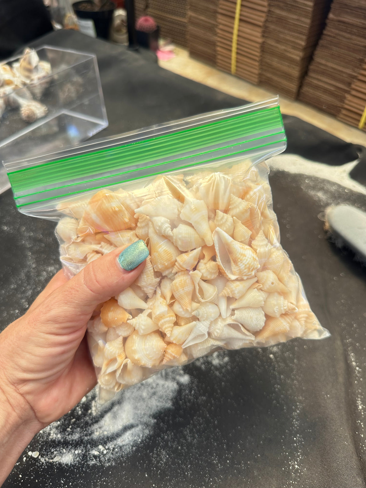Juvenile fighting conchs - full sandwich bag
