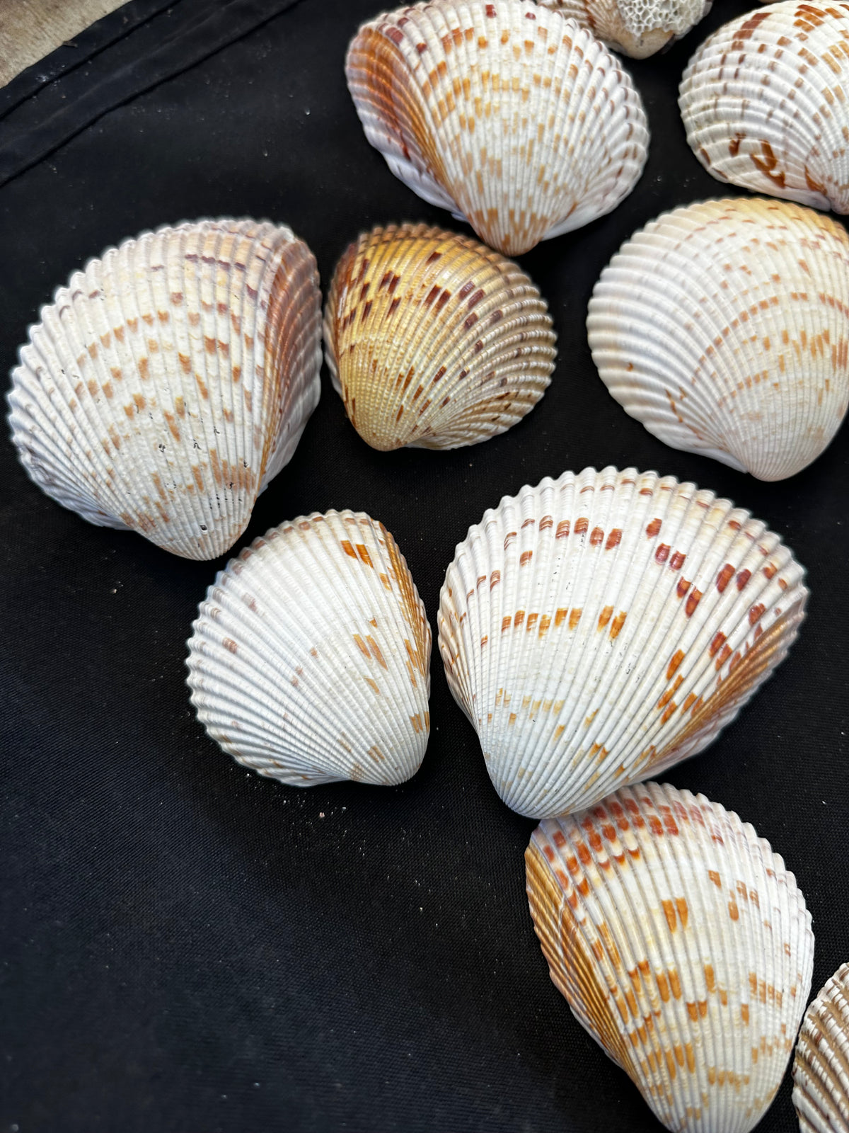 #628 Large Cockle Shells - Set of 17