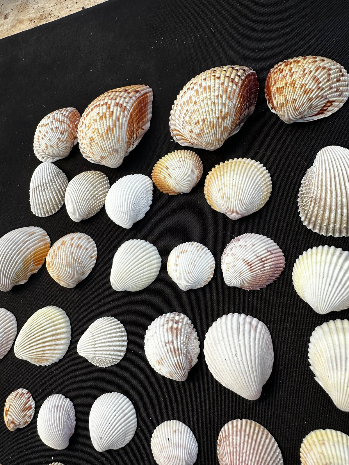 #13 Prickly Cockles pack