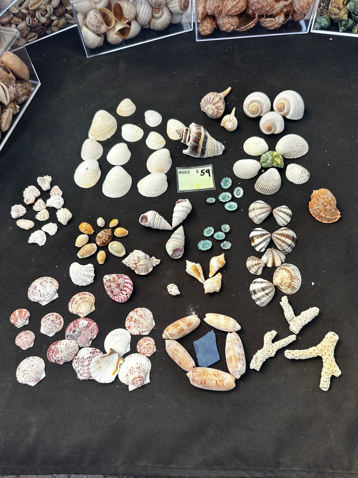 #602 Mixed seashell pack
