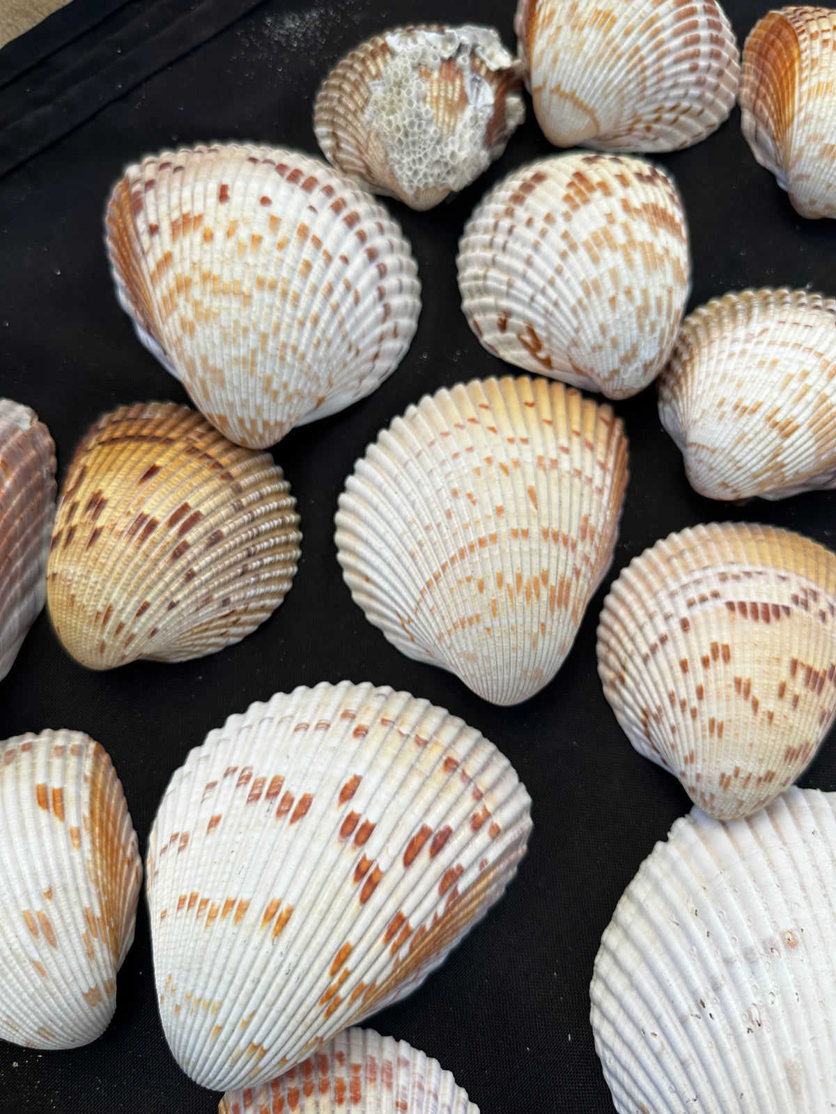 #628 Large Cockle Shells - Set of 17