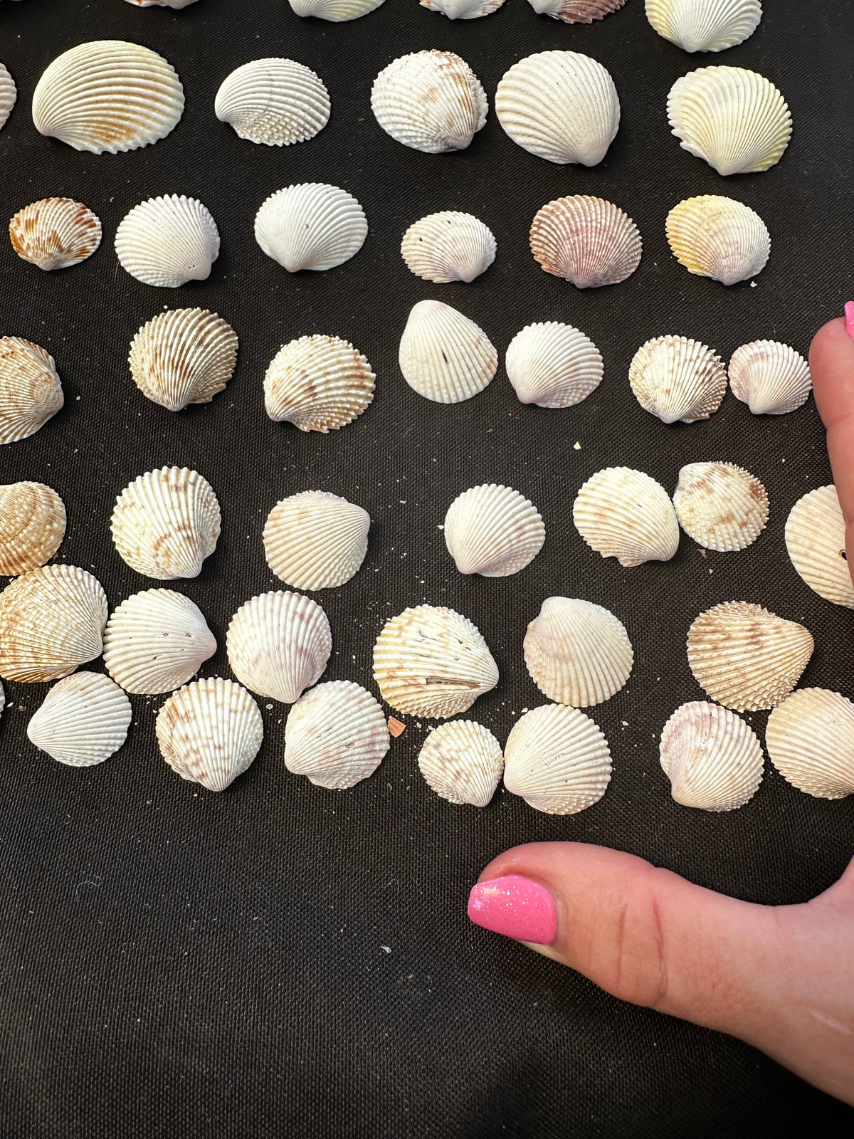 #13 Prickly Cockles pack