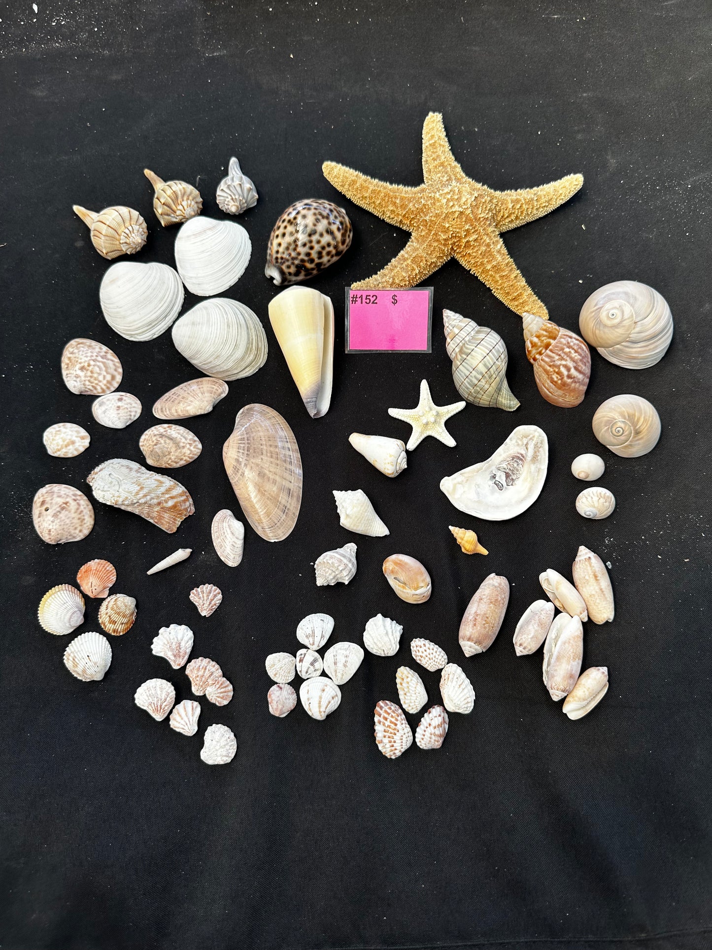 #152 Seashell + starfish pack