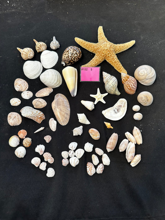 #152 Seashell + starfish pack