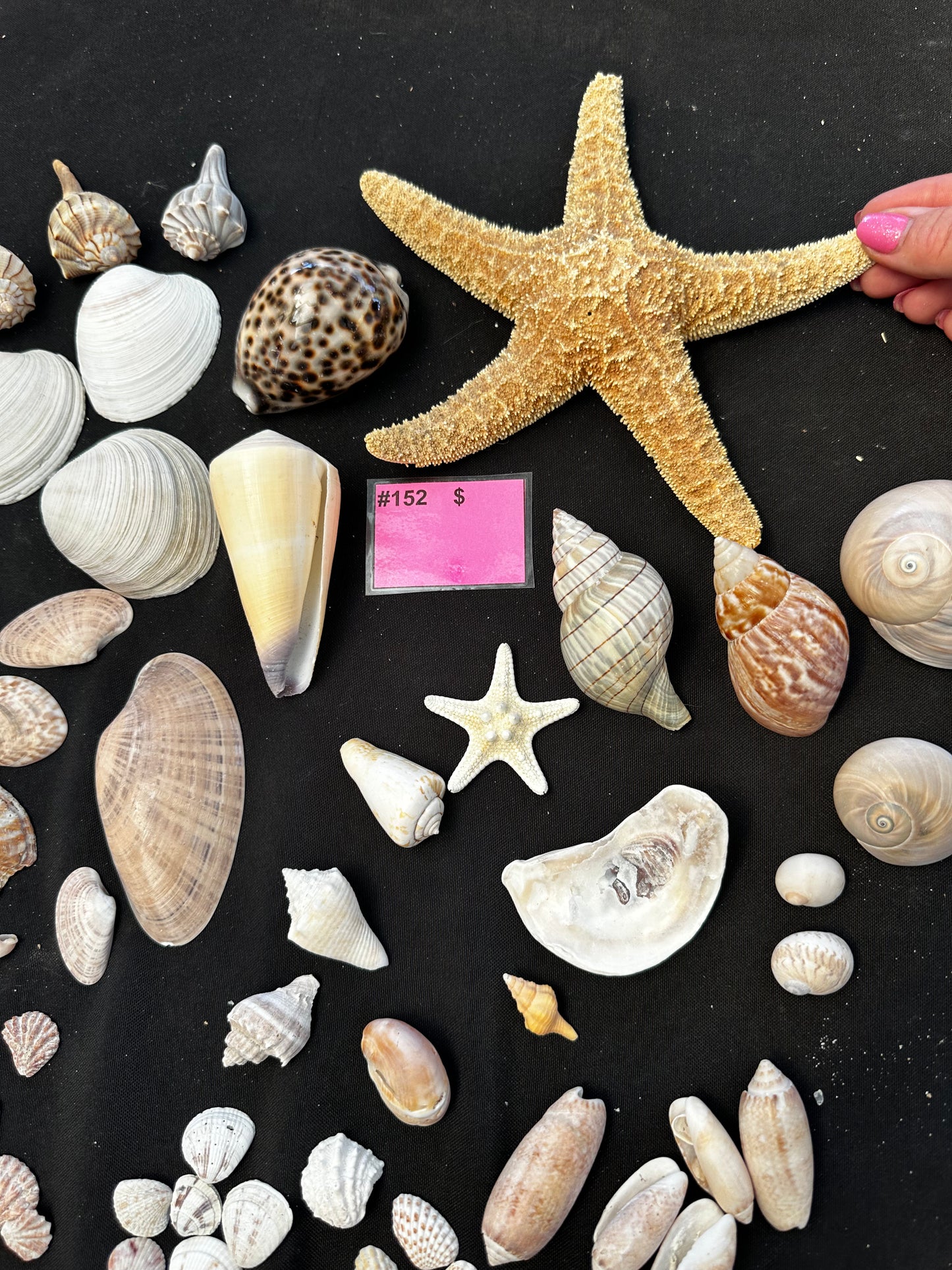 #152 Seashell + starfish pack