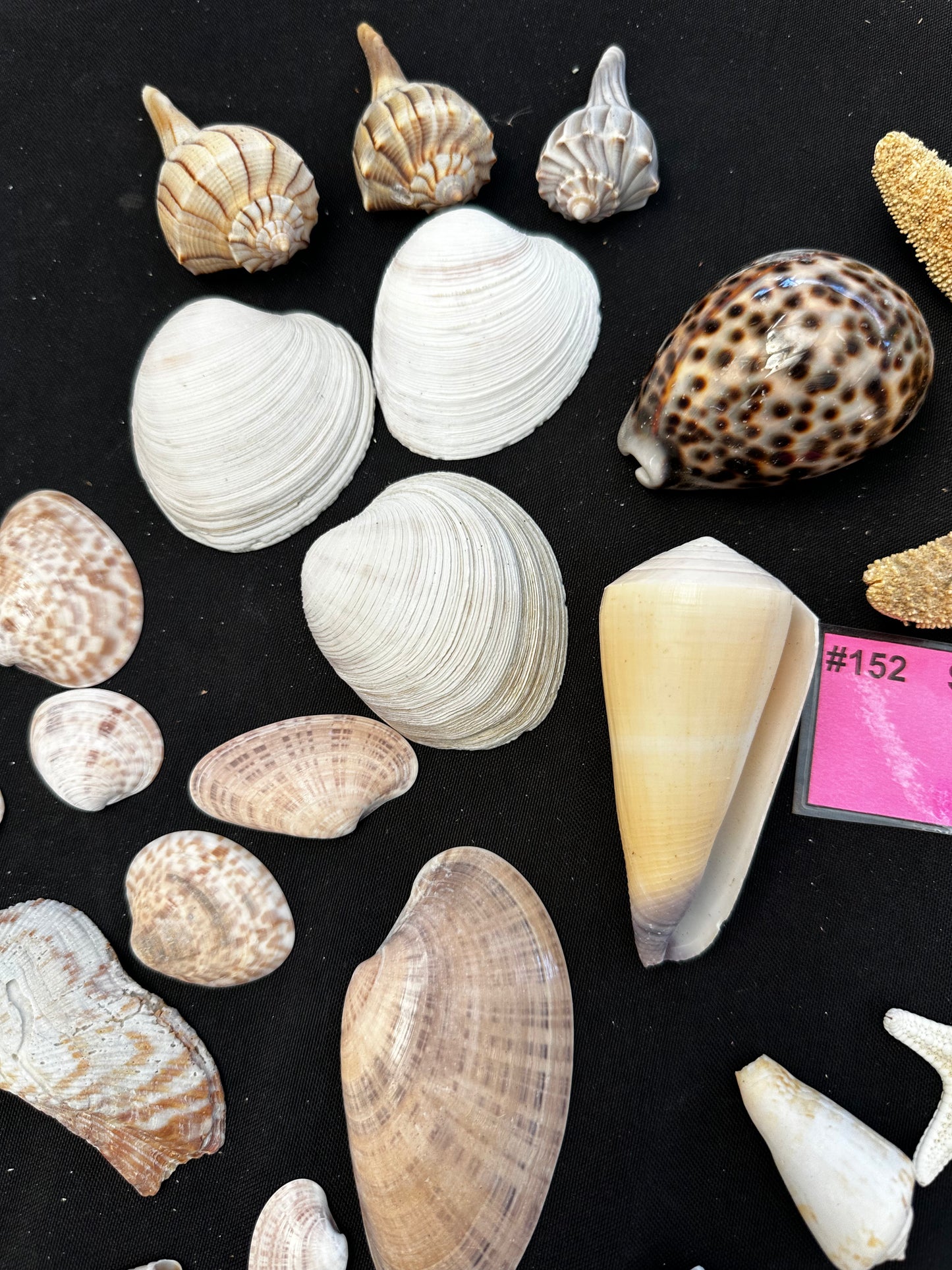 #152 Seashell + starfish pack