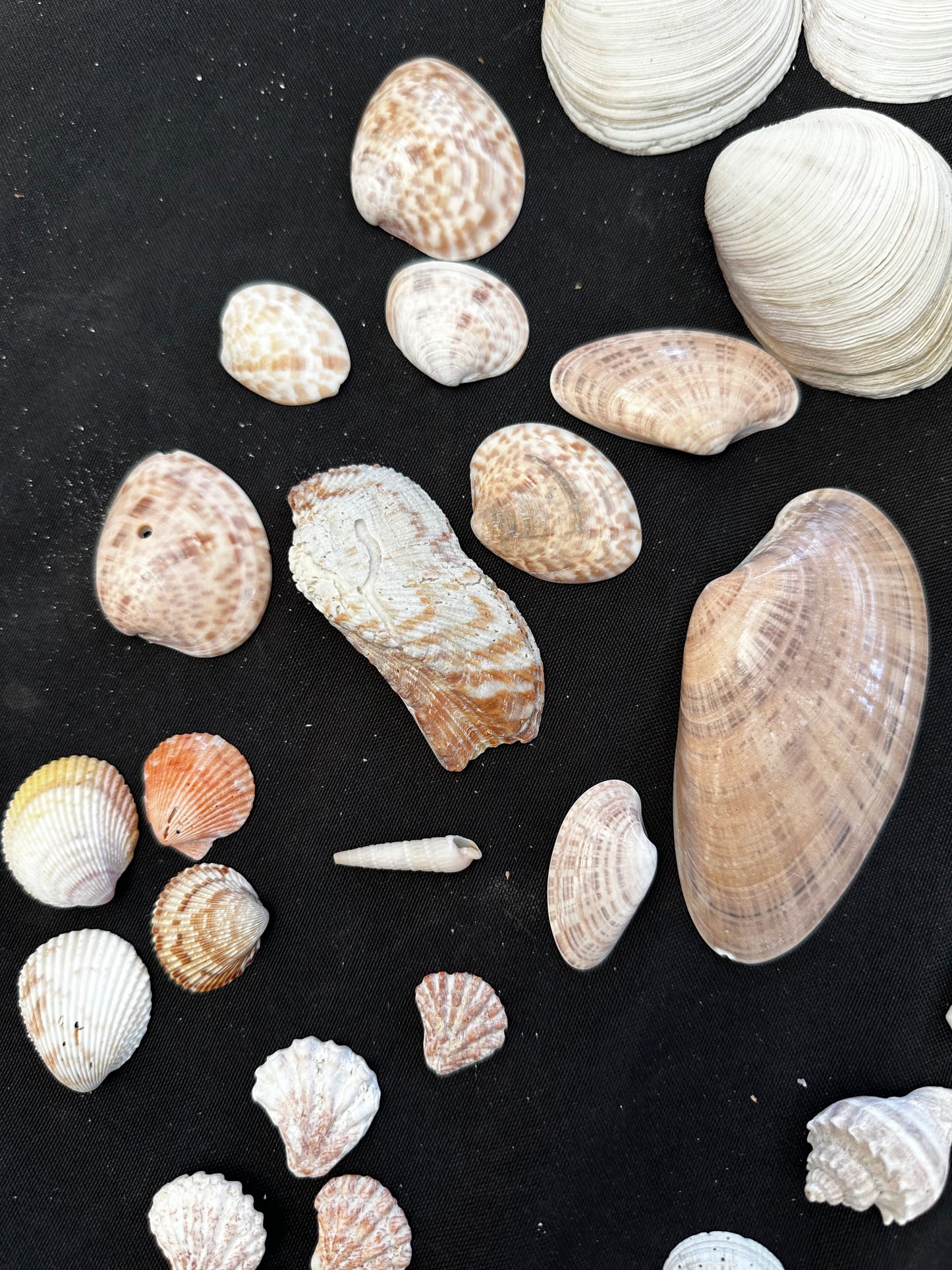 #152 Seashell + starfish pack