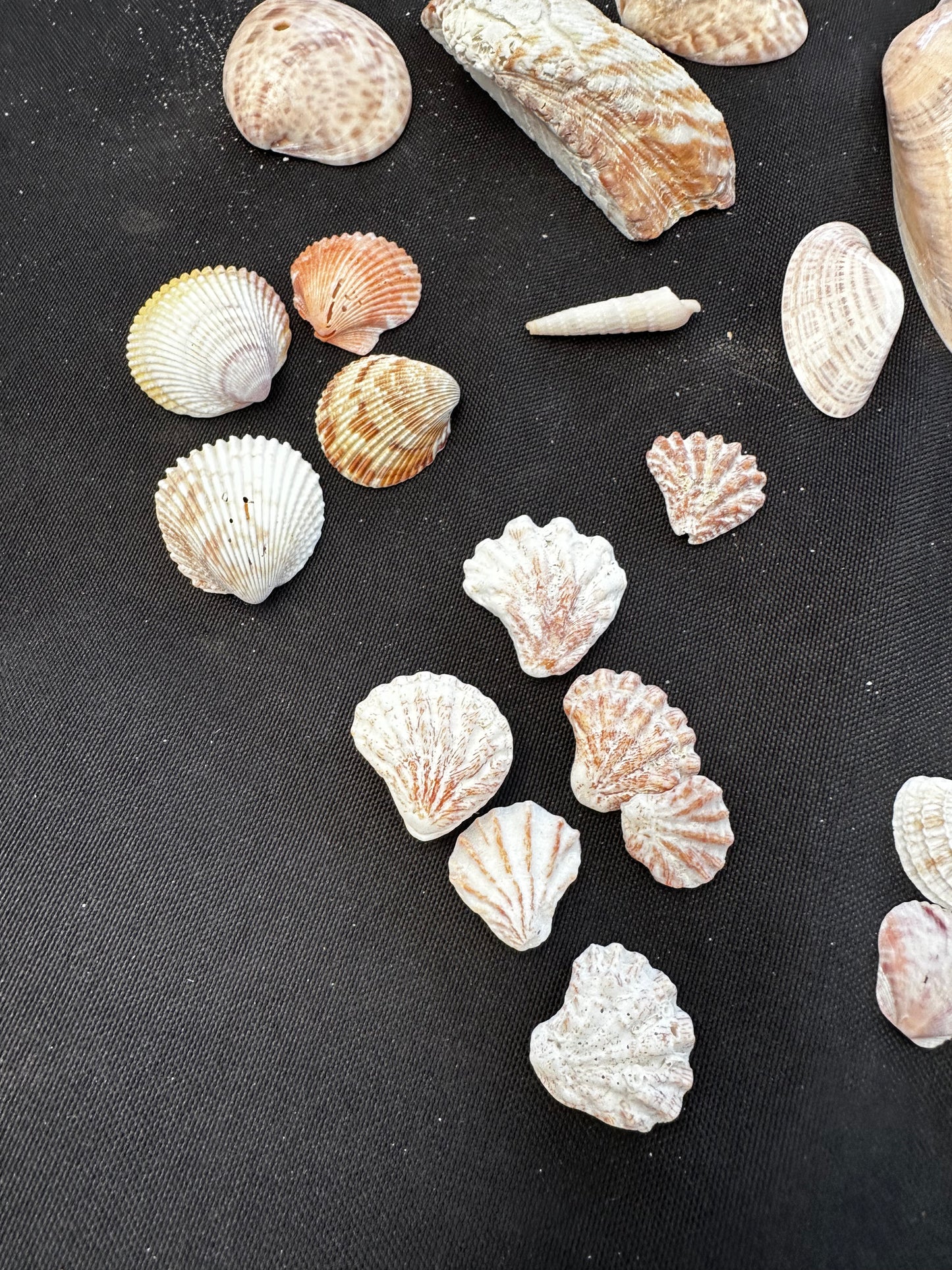 #152 Seashell + starfish pack