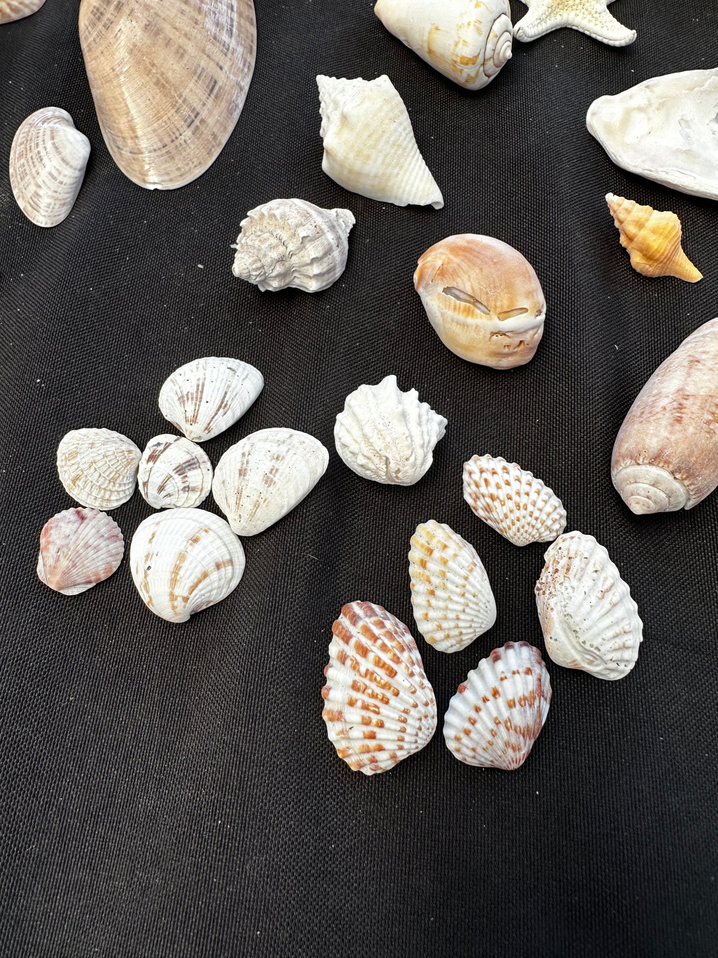 #152 Seashell + starfish pack