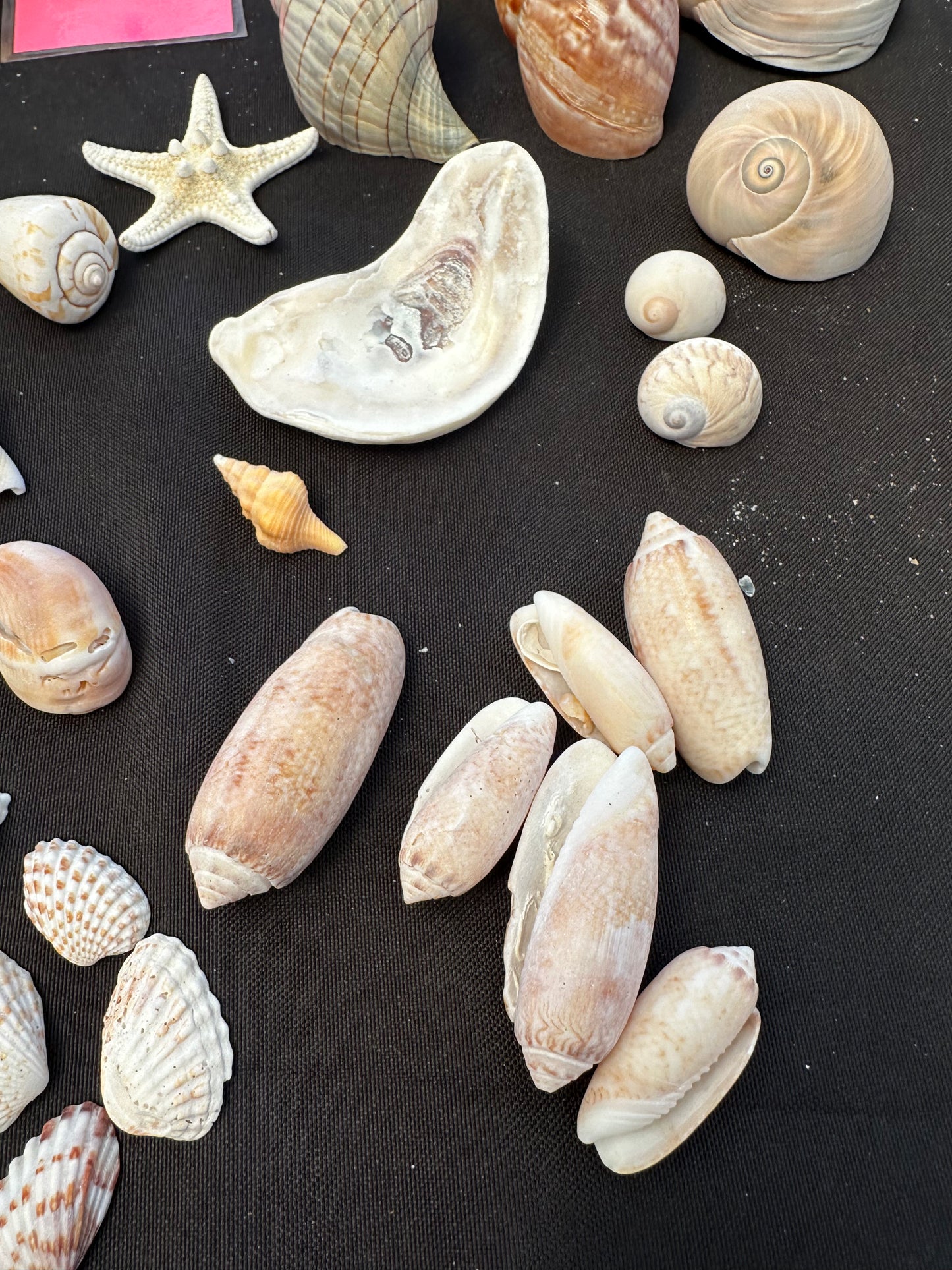 #152 Seashell + starfish pack