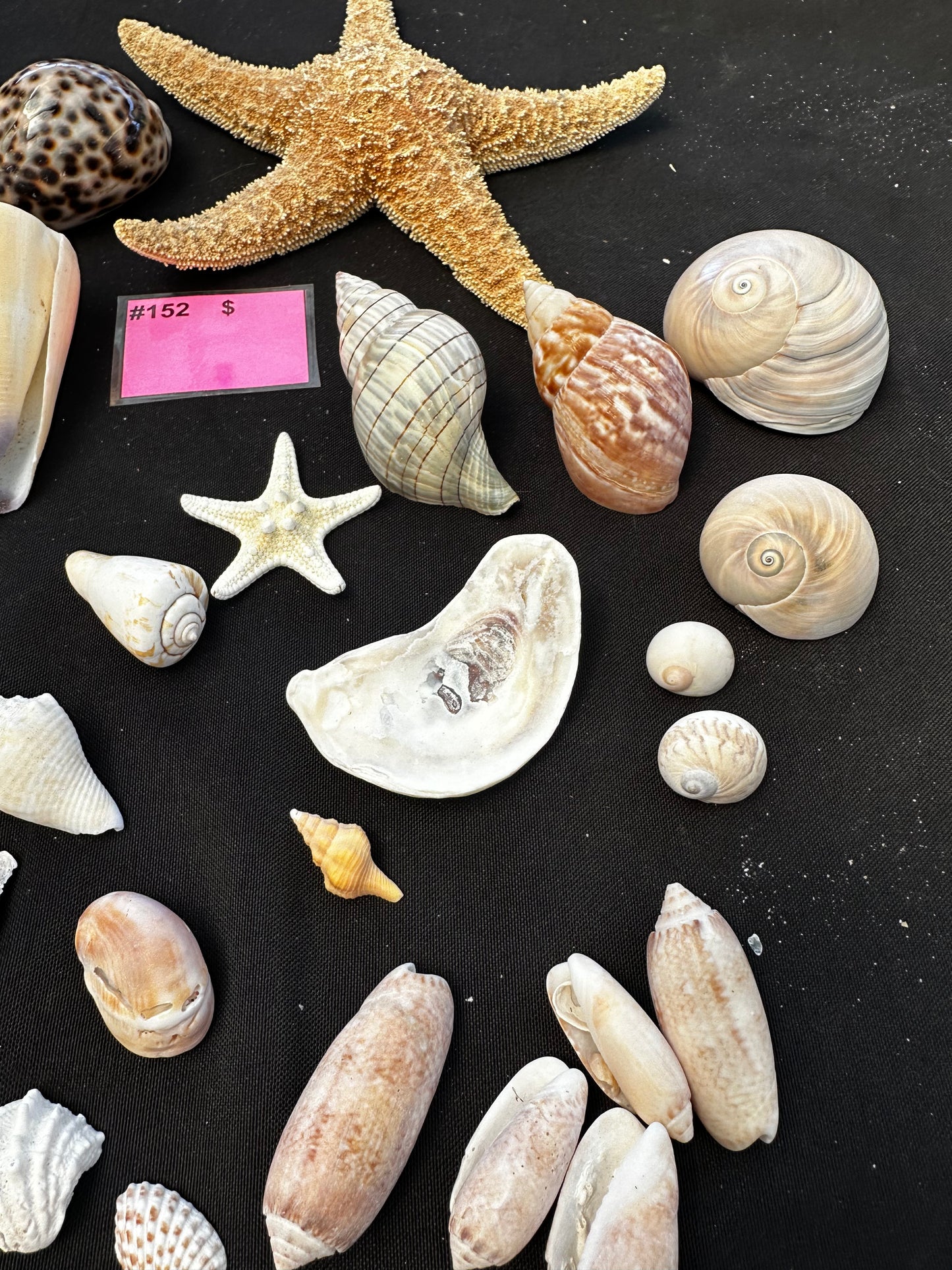 #152 Seashell + starfish pack
