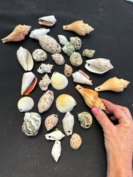 Predrilled shells for crafting