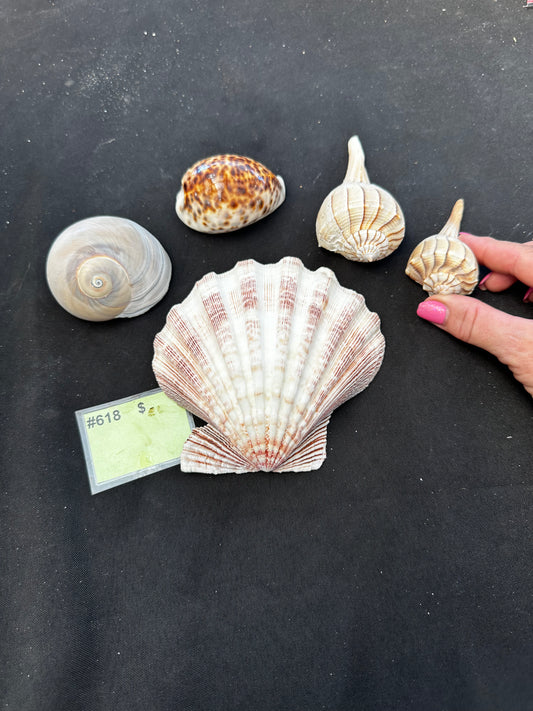 #618 Seashell mixed pack