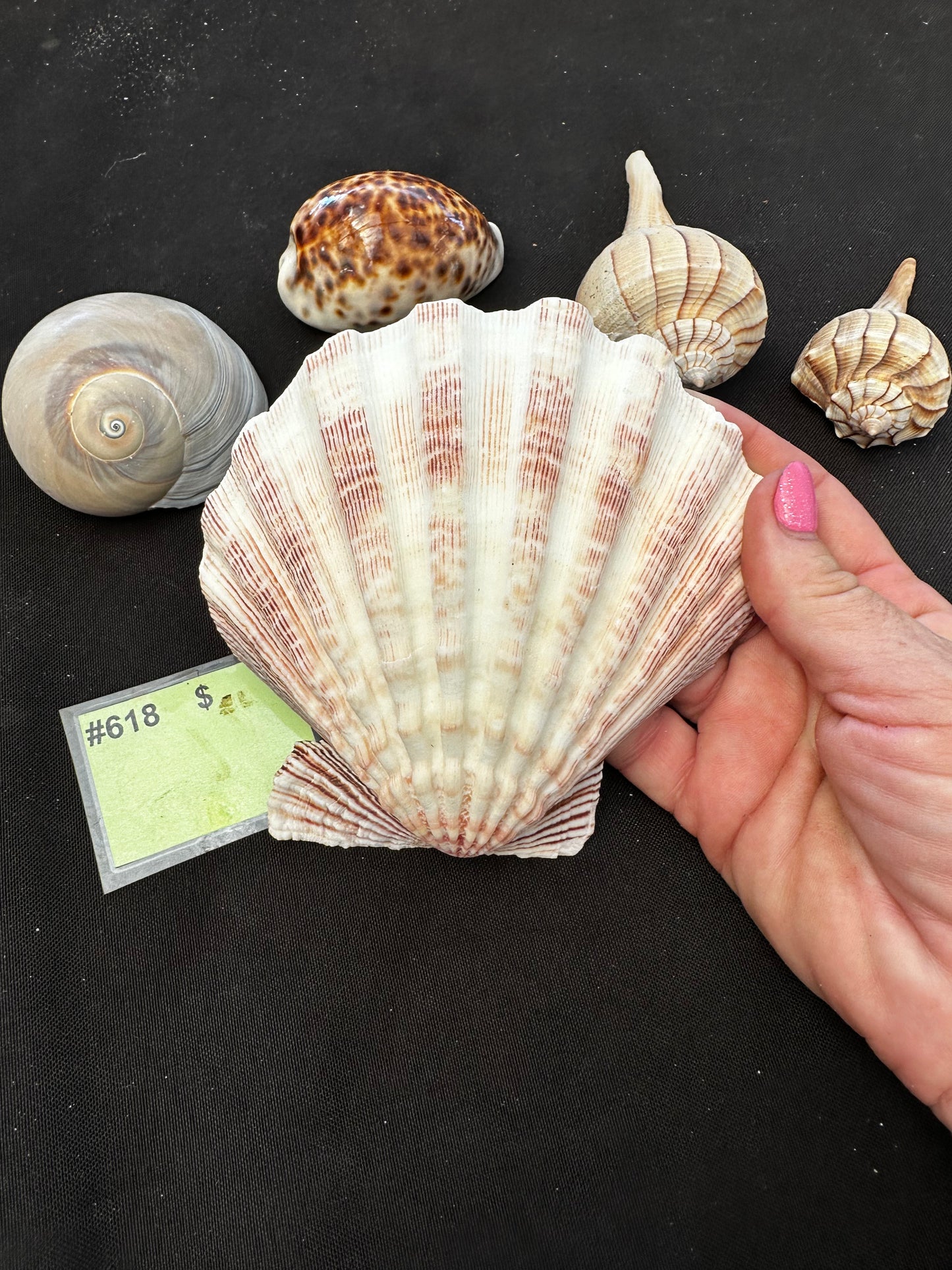 #618 Seashell mixed pack