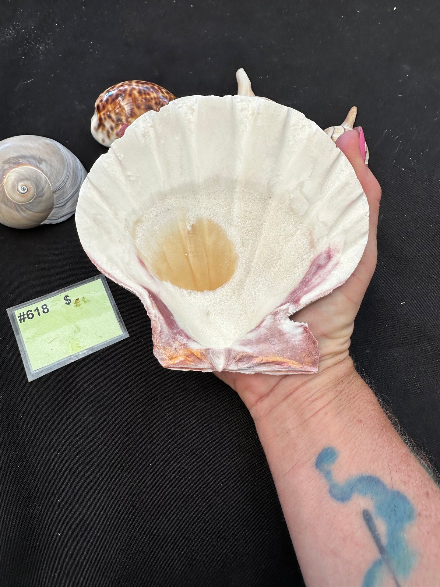 #618 Seashell mixed pack
