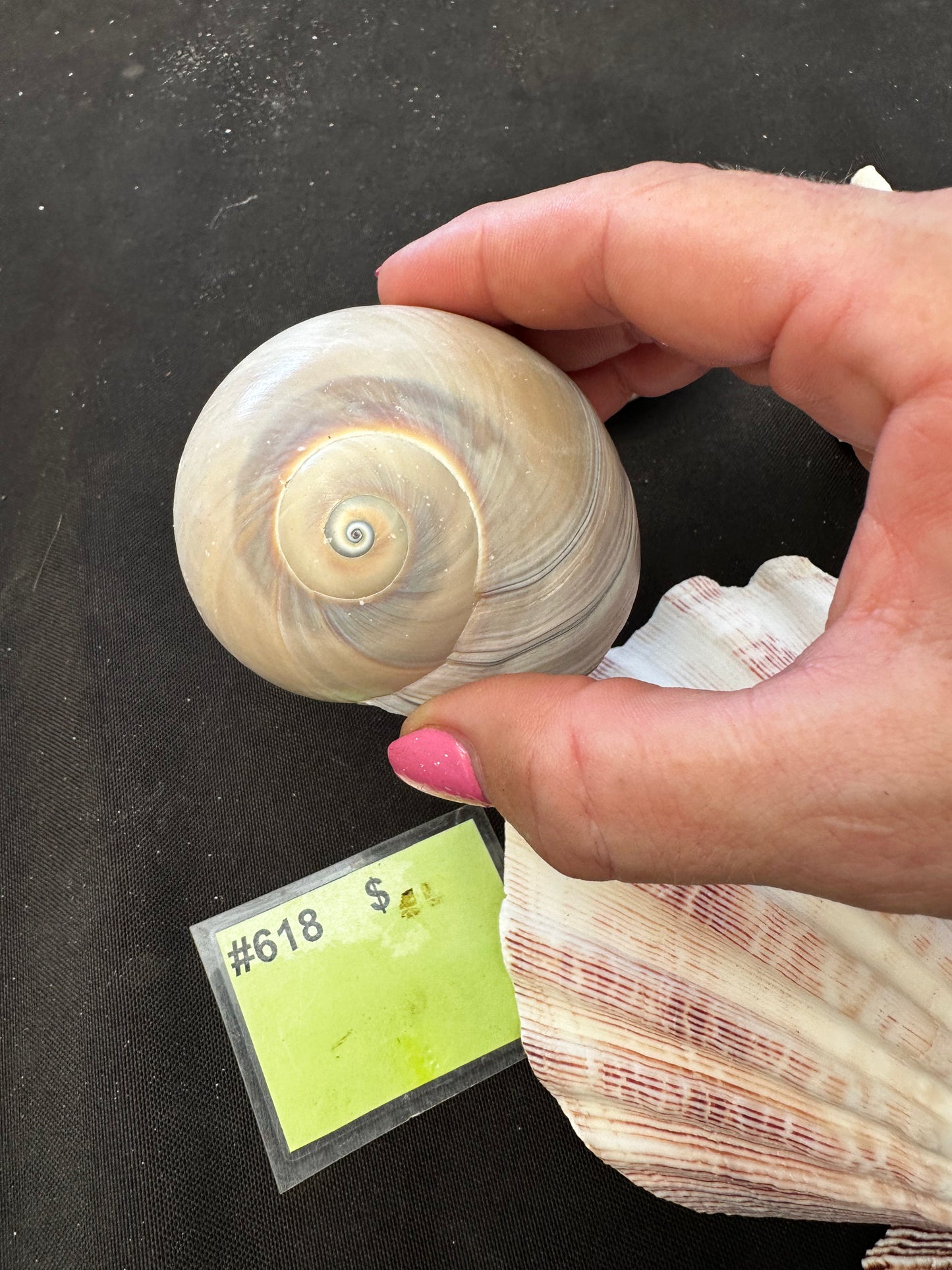 #618 Seashell mixed pack