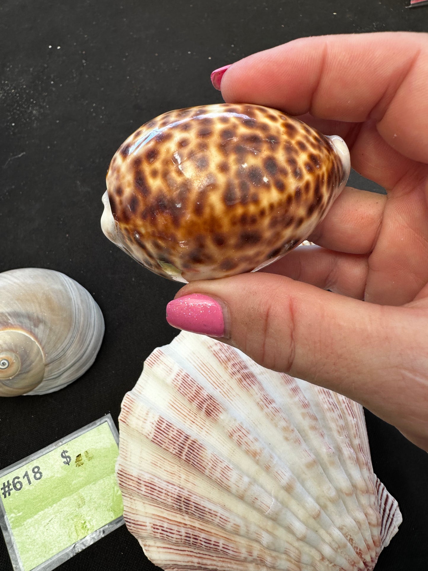 #618 Seashell mixed pack