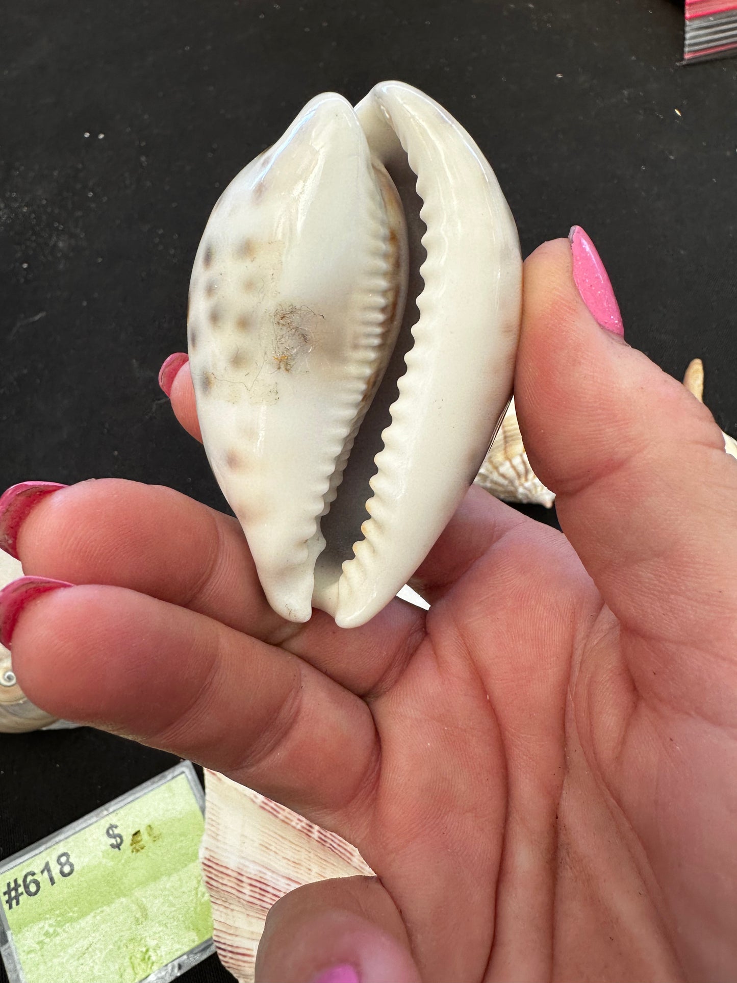 #618 Seashell mixed pack