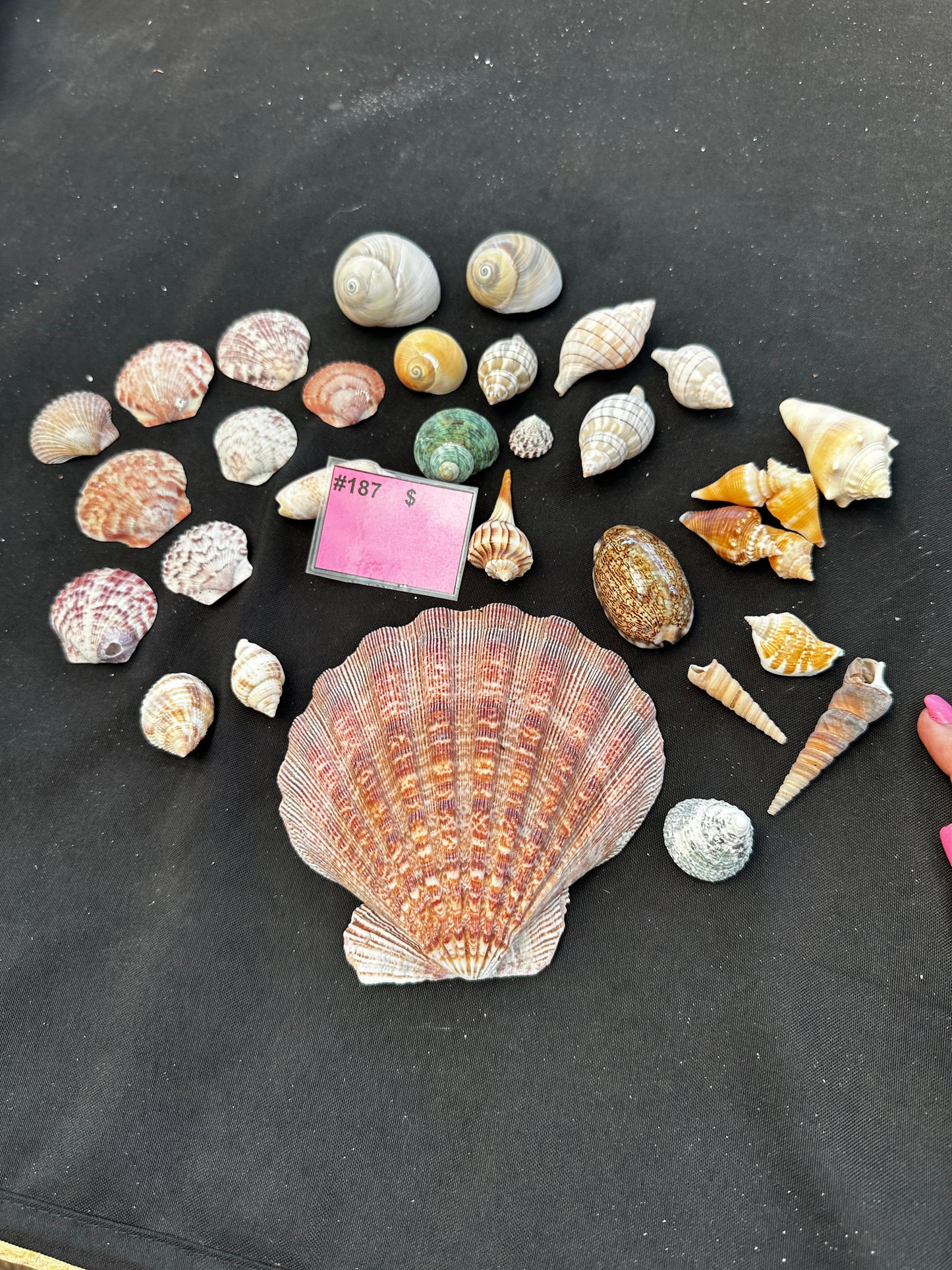 #187 Mixed seashell pack
