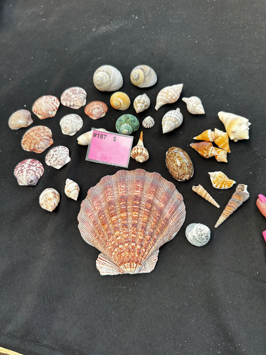 #187 Mixed seashell pack