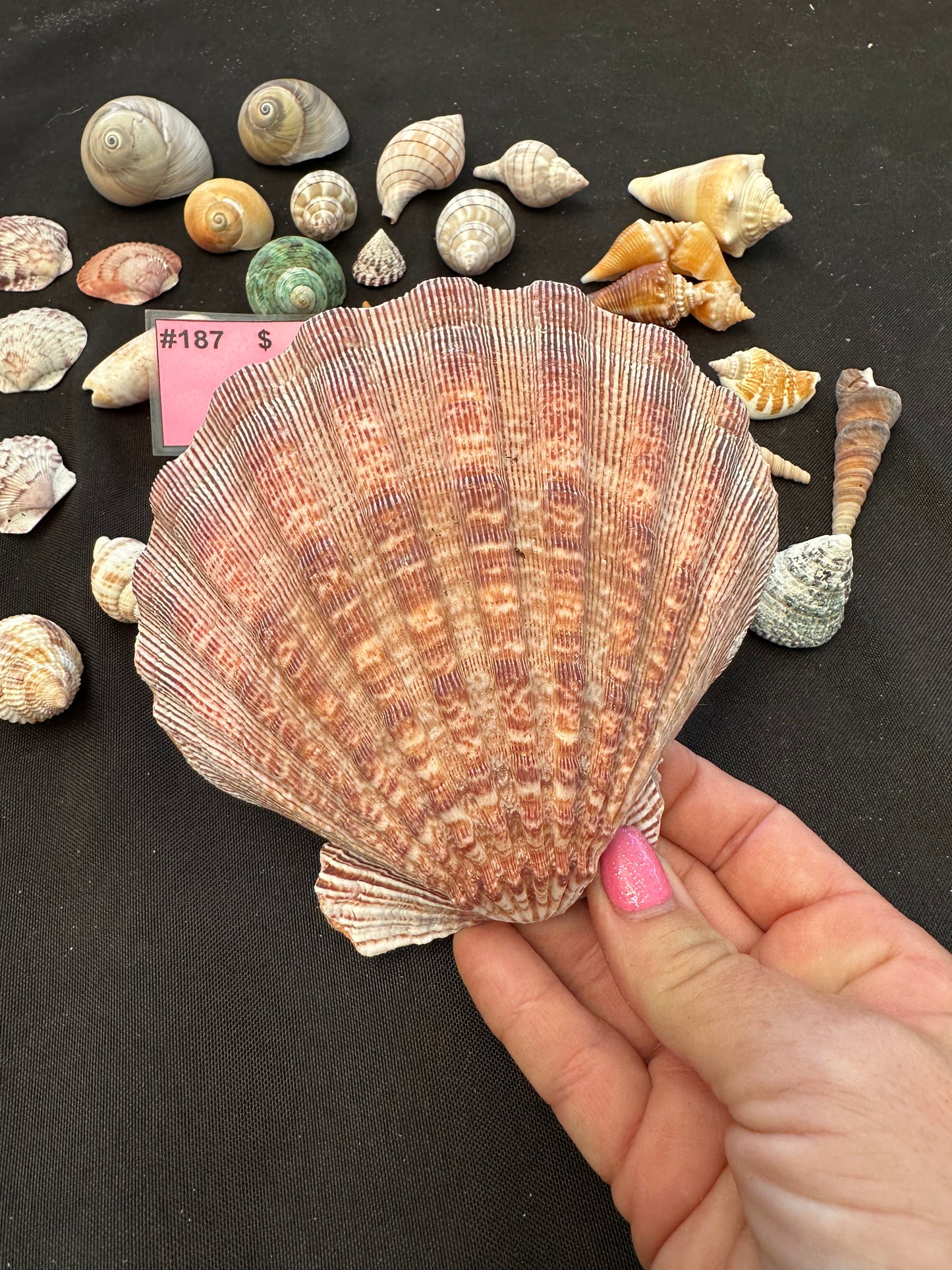 #187 Mixed seashell pack
